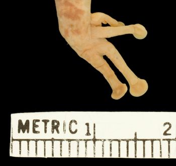 Media type: image;   Herpetology A-28565 Aspect: front foot dorsal